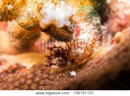 closed up the dancing shrimps in myanmar divesite