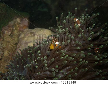 the clown fish in soft coral in Myanmar divesite