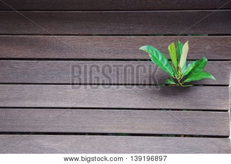 Leafs bunch grow through wood wall, background.