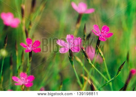 Blooming In Green Grass Wildflowers Meadow Carnations, Dianthus Pratensis Or Dianthus Chloroleucus In Summer Field At Sunset Sunrise. Close Up At Green Background