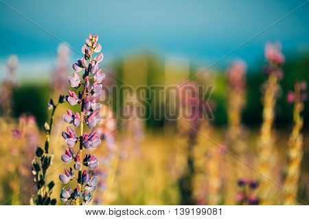 Wild Flowers Lupine In Summer Field Meadow At Sunset Sunrise. Close Up. Copyspace. Lupinus, Commonly Known As Lupin Or Lupine, Is A Genus Of Flowering Plants In The Legume Family, Fabaceae.