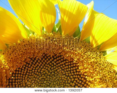 Смелейшее подсолнечника