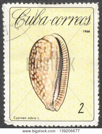 MOSCOW RUSSIA - CIRCA JANUARY 2016: a post stamp printed in CUBA shows Cypraea zebra shell the series 