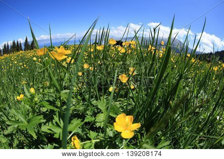 beautiful globeflowers and green grass under blue sky