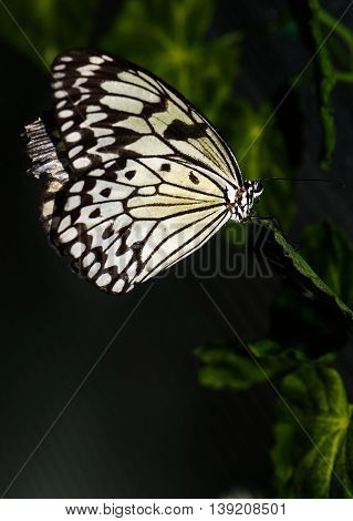 Close up photo of big brown butterfly with white dots on yellow with black wings stand on a grid.