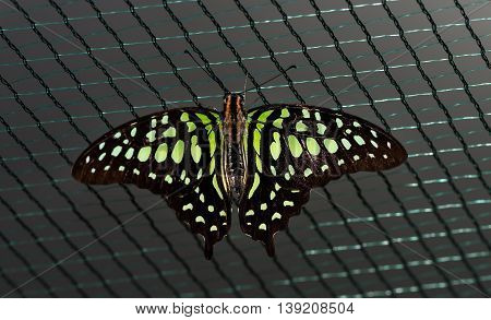 Close up photo of big brown butterfly with green dots on black wings stand on a grid.
