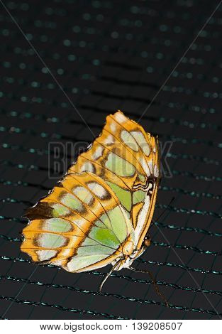 Close up photo of big brown butterfly with green dots on yellow wings stand on a grid.