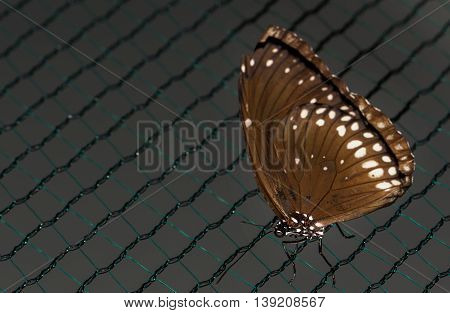 Close up photo of big brown butterfly with white dots on wings stand on a grid.