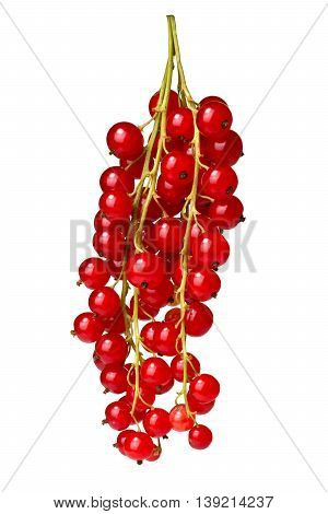 Redcurrant Bunch (ribes Rubrum), Paths