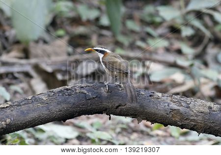 White-browed Scimitar-babbler(Po matorhinus schisticeps) look at the camera