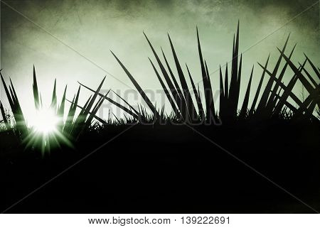 Agave tequila landscape to Guadalajara Jalisco Mexico.