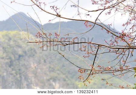 budding Wild Himalayan or Wild Himalayan tree near the mountain