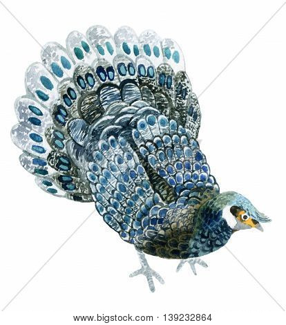 Watercolor Palawan peacock-pheasant isolated on white bhackground. Hand painted illustration
