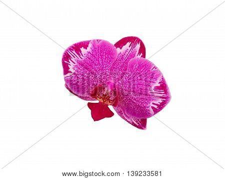 close up shot of Yukidian orchid pink orchid