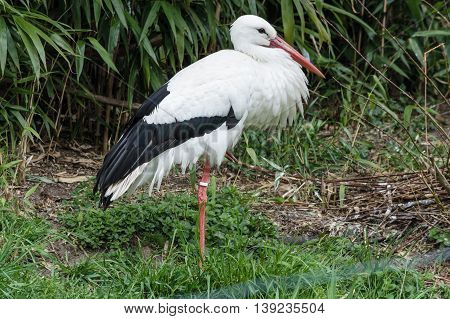 Nice Adult stork in its natural habitat