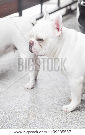 absent-minded French bulldog or French bulldog on the floor