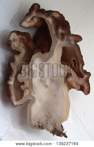Cross-section Of The Poisonous Mushroom Gyromitra Esculenta