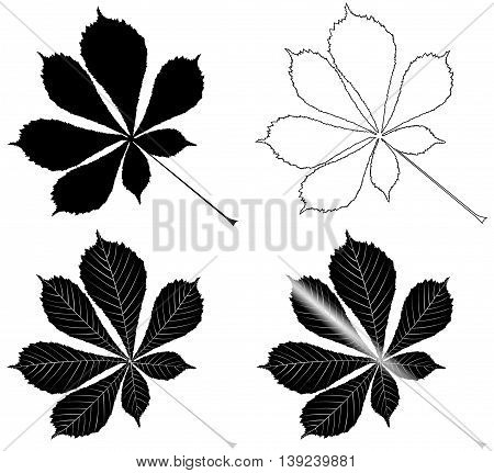 chestnut buckeye ,  isolated buckeye leaf , buckeye leaf   illustration