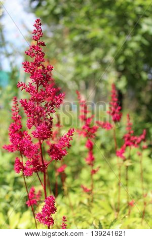Pink astilba flowers in the garden at summer