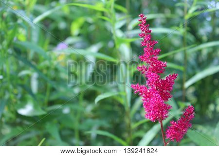 Pink astilba flower on the background of green grass