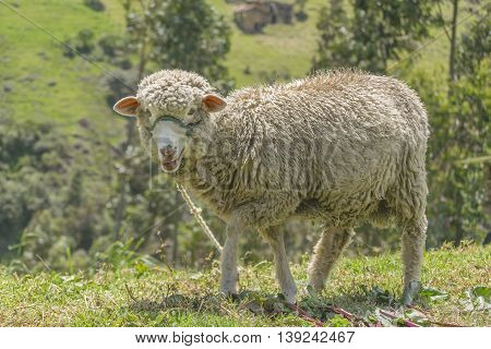 Sheep At Nature In Azuay, Ecuador