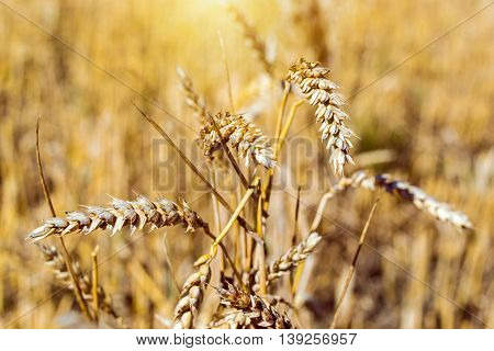 Golden Ears Of Grain Crops After Harvesting