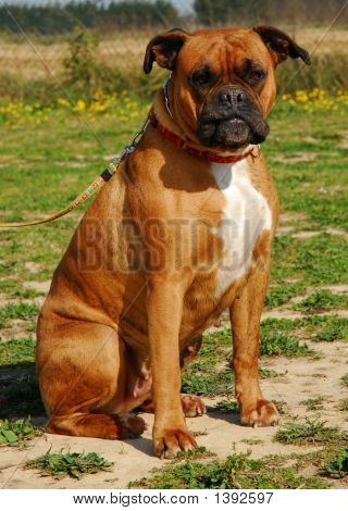 Boxer