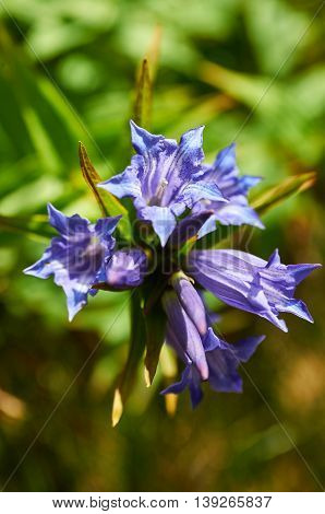 Violet mountain flower. Gentiana asclepiadea (willow gentian)