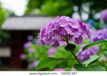 Purple hydrangea macrophylla flower blooms in garden at temple in Aichi, Japan