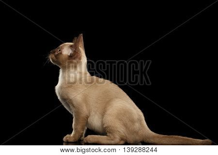 Cute Burma Kitty Sitting and Looking up, Isolated Black Background, Side view