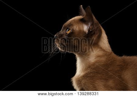 Closeup Profile of Young Burma Kitty on Isolated Black Background, Side view