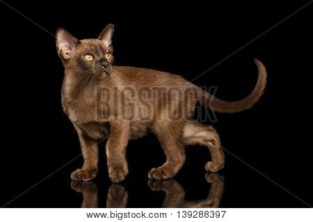 Hunting little Burma Kitty Walking and show his Chocolate Fur, Looking up, Isolated Black Background, Side view