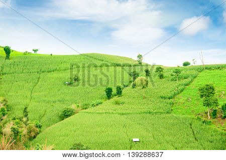 Blue Sky And Green Terraced Rice Field In Pa Bong Piang Chiangmai, Thailand