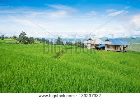 The Hut In The Green Rice Field On The Mountain With Morning Mist