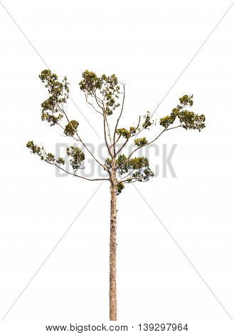 The Green Tree Isolated On White Backgroup