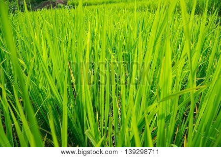 The Green Rice Field Or Paddy Field In Thailand.