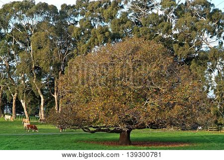 Cows grazing in the park, Auckland, New Zealand