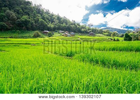 Blue Sky And Green Terraced Rice Field In Pa Bong Piang Chiangmai, Thailand