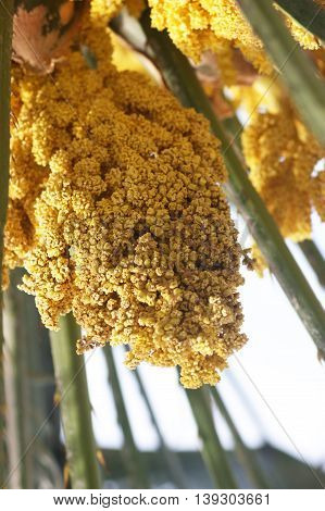 Small yellow flowers palm Trachycarpus, collected in inflorescences