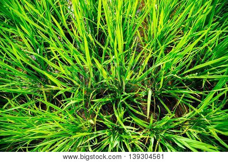 The Green Rice Field Or Paddy Field In Thailand.