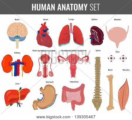 Human internal organs. Anatomy set. Vector icons