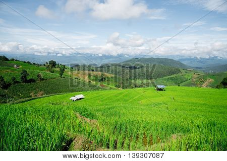 Blue Sky And Green Terraced Rice Field In Pa Bong Piang Chiangmai, Thailand