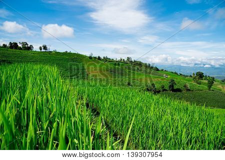 Blue Sky And Green Terraced Rice Field In Pa Bong Piang Chiangmai, Thailand