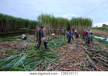 Asian Farmer Harvesting Sugarcane