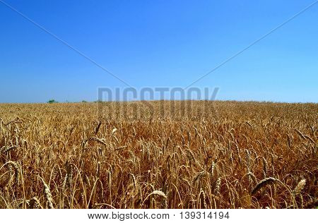 Field of wheat on sky background. Aksayskiy district, Rostov region. Photo taken on: July 13 Wednesday, 2016