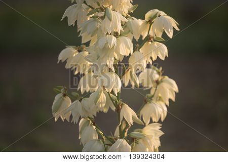 Yucca Filamentosa Is A Species Of Flowering Plant In The Family Asparagaceae. In The Soft Evening Li
