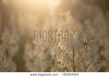 Yucca Filamentosa Is A Species Of Flowering Plant In The Family Asparagaceae. In The Soft Evening Li