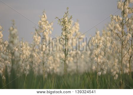 Yucca Filamentosa Is A Species Of Flowering Plant In The Family Asparagaceae. In The Soft Evening Li