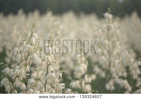 Yucca Filamentosa Is A Species Of Flowering Plant In The Family Asparagaceae. In The Soft Evening Li