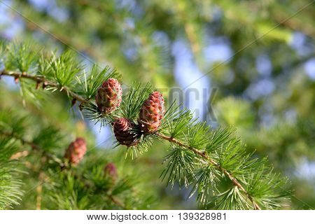 The larch tree branch with young cones